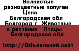 Волнистые разноцветные попугаи › Цена ­ 550 - Белгородская обл., Белгород г. Животные и растения » Птицы   . Белгородская обл.